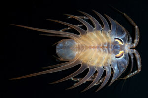 Antarctic isopod