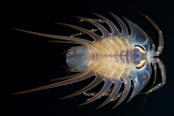 Antarctic isopod