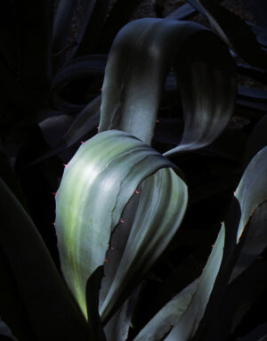 Keith Berger - Agave #16