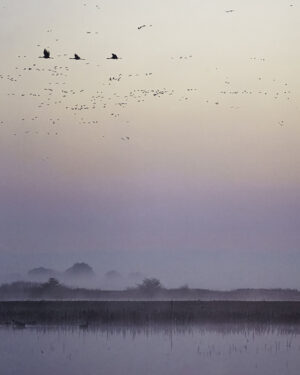 Brad Branan - Blue Hour with the Sandhill Cranes