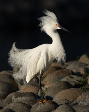 Michele McCormick - Snowy Egret in Breeding Plumage