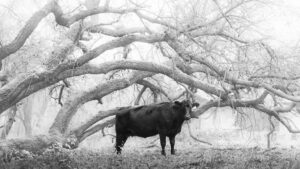 Josh McKenney - Bovine Branches