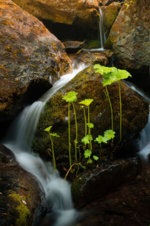 Jayden McKenney - Luscious Creek