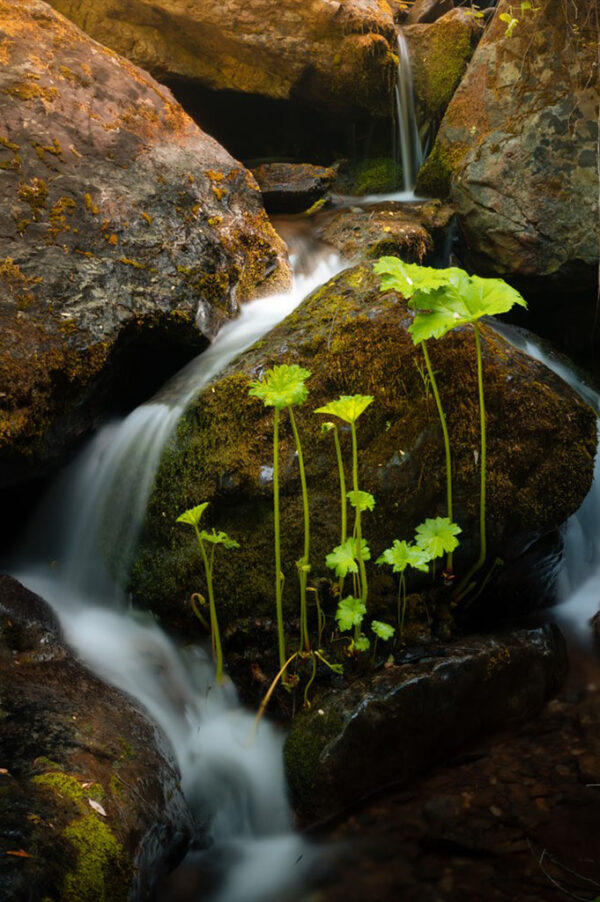 Jayden McKenney - Luscious Creek