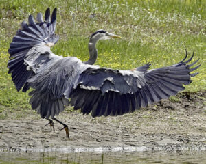 Carolyn McLeod - Great Blue Heron at Horseshoe Lake