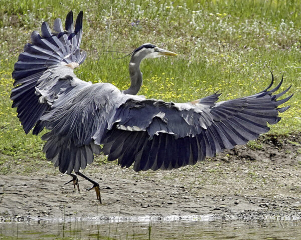 Carolyn McLeod - Great Blue Heron at Horseshoe Lake