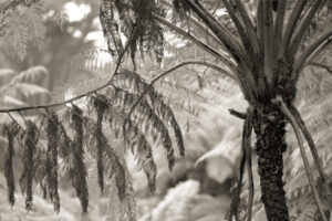 Judy Molle - Tree Fern