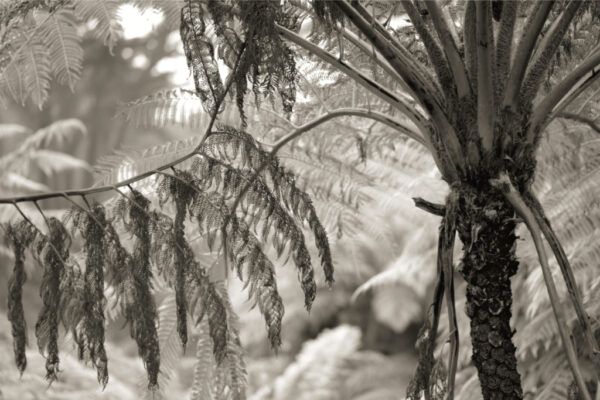 Judy Molle - Tree Fern