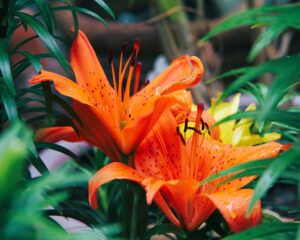 Robert Peffer - Flower 28