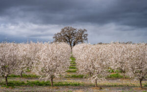 Susan Scholey - Almond Bloom Before the Storm