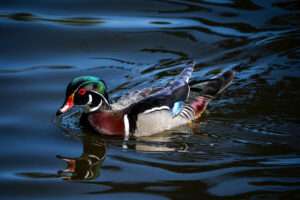 Mignon Stapleton - Male Wood Duck