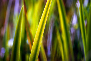 Don Tackett - Garden Abstract