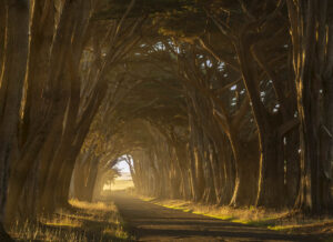 David Welch - Cypress Tunnel
