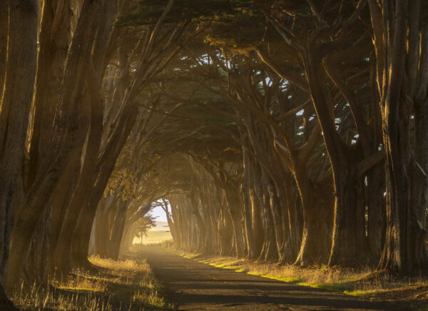 David Welch - Cypress Tunnel