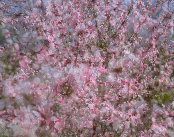 Alan Fishleder - Pretty Pink