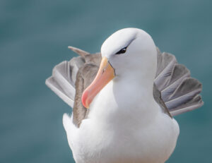 Portrait of a Black-browed Albatross