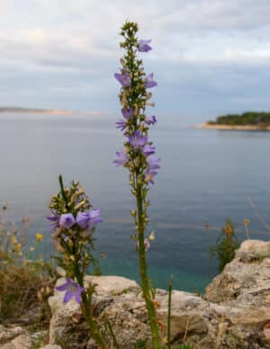 Croatian Vista