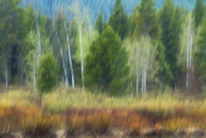 Dave Kent - Pastel Forest, Teton N.P.
