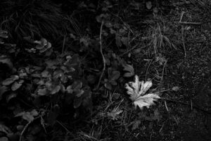 David Nasater - Fallen