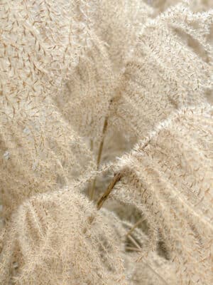Flaxen Breeze