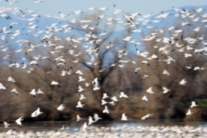 Snow Goose Flyup