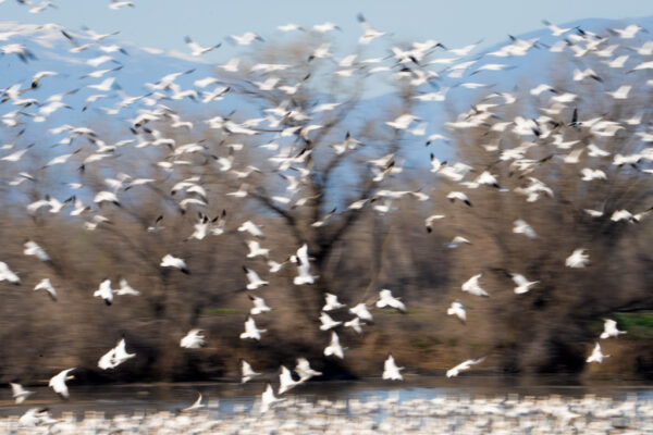 Snow Goose Flyup