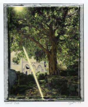 Hearst Oak