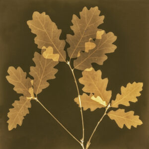 Judy Yemma - Oak Leaves #1