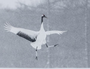 Jump for Joy