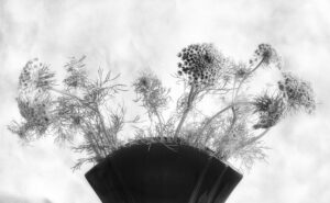 Karen Connell - False Queen Anne's Lace (Ammi Majus) Study #2