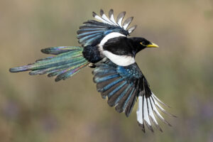 Michele McCormick - Yellow-billed Magpie