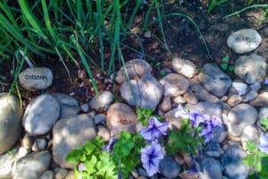 Petunias in an Onion Patch