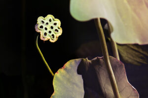 Sharon Saltzman - Peaking Pod