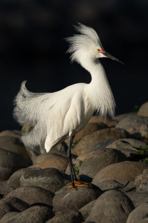 Portrait of a Snowy Egret