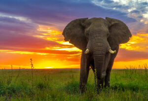 Steve Shames - Serengeti Sunrise
