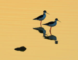 Stilts in Golden Dawn