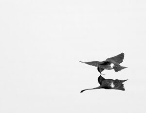 Swallow Takes a Sip