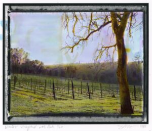 Winter Vineyard