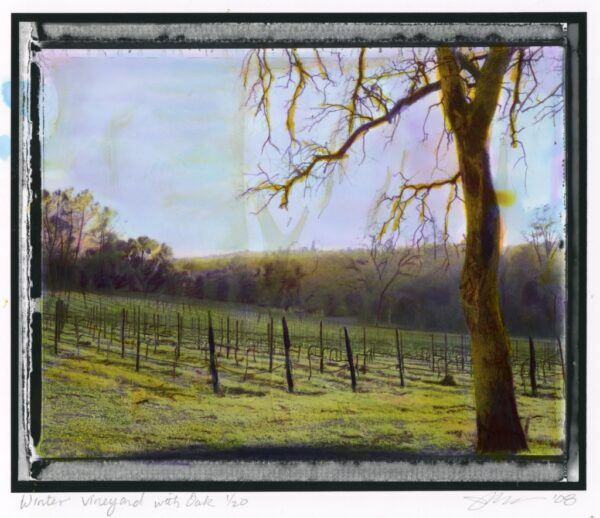 Winter Vineyard