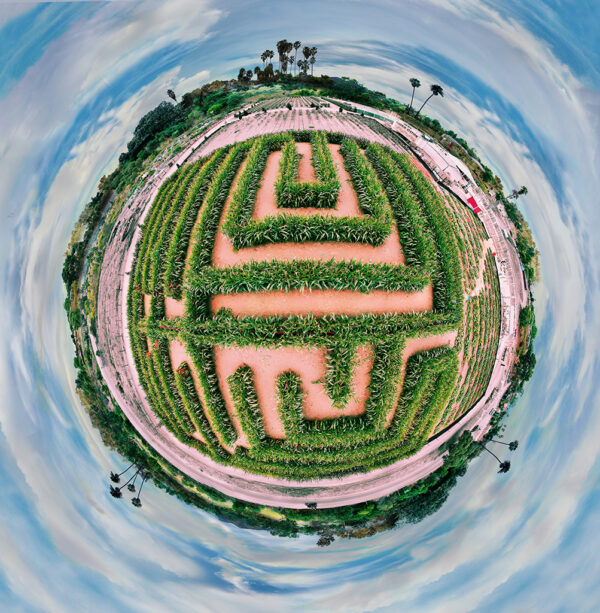 Corn Maze
