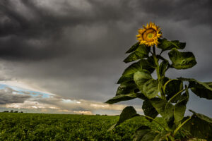 Against the Storm