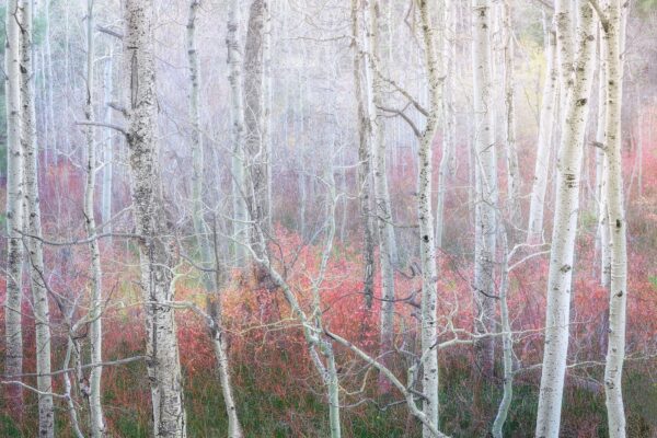 Charlotte Gibb -Enchanted Forest