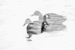 Duck Duck Goose