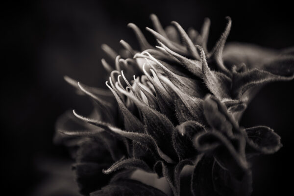 Emergence