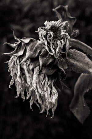 Faded Glory