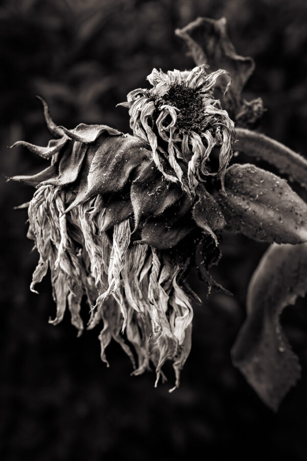 Faded Glory