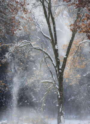 Franka Gabler -Snow Falling Off #1, Yosemite