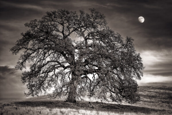 Grandfather Oak and Grandmother Moon