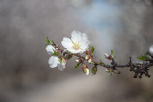 Helios Blossoms