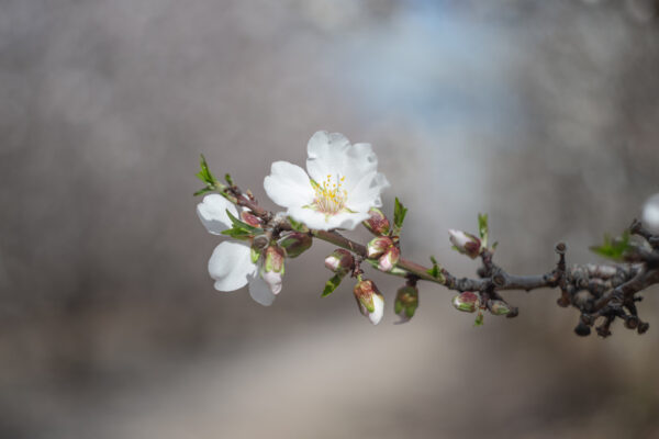 Helios Blossoms